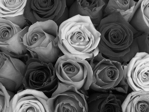 tumblr_static_black-and-white-rose-background-tumblr-zmlvnk2a